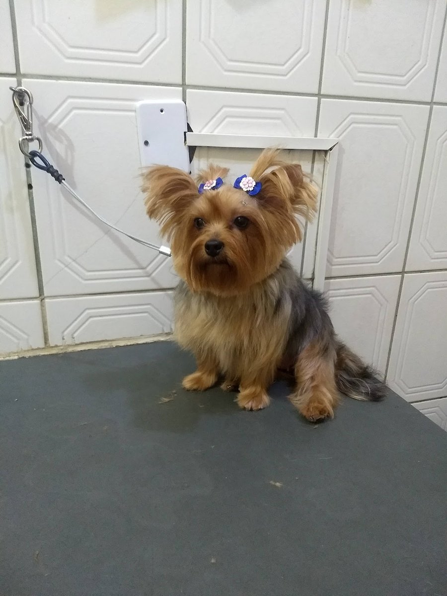 Pet Shop Mangueira ll