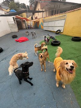 EquilibraCão Creche e Hotel para Cachorros. Hotelzinho Canino Jabaquara.