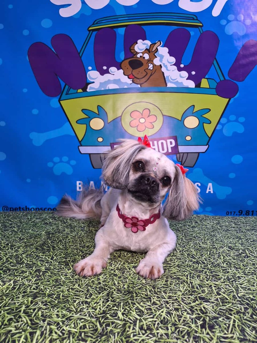 Pet Shop Banho E Tosa Scooby-Nuu