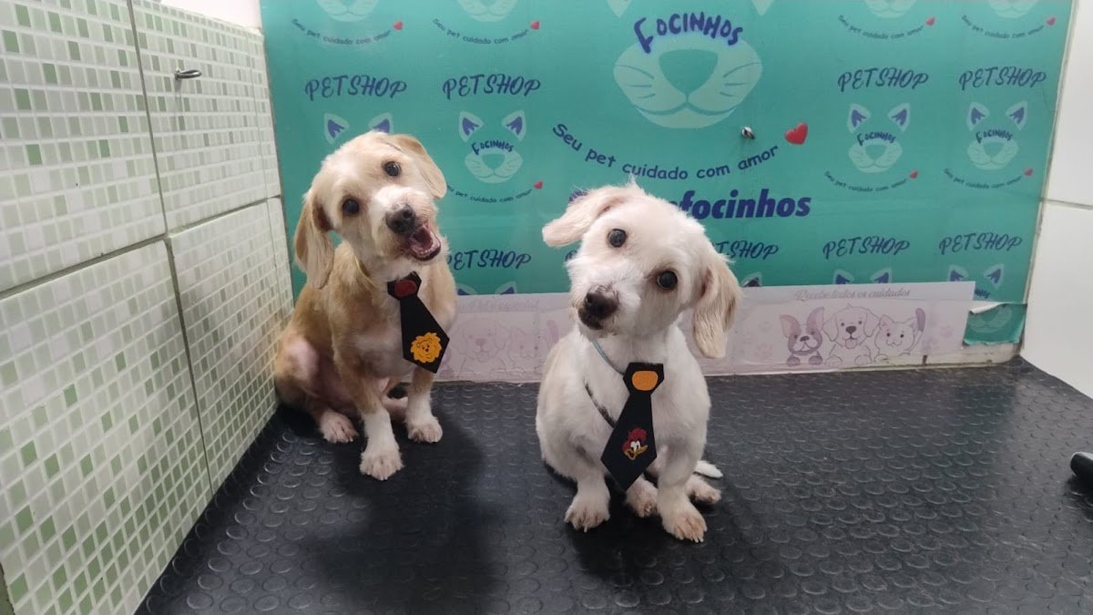 Pet shop Focinhos