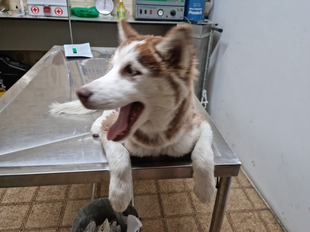 Bicho Amigo Pet Shop Ltda Me