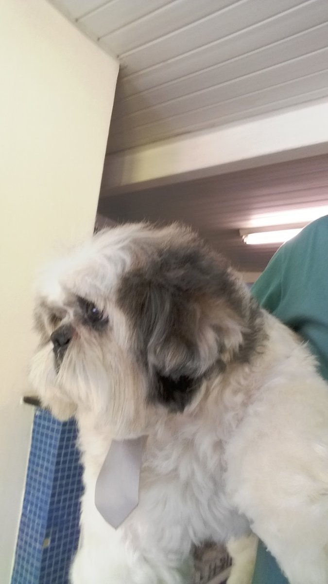 Guará Critters Pet Shop