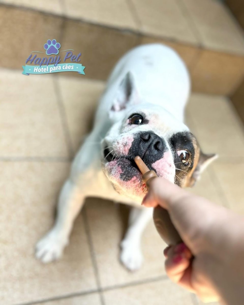 Happy Pet • Hotel para cães