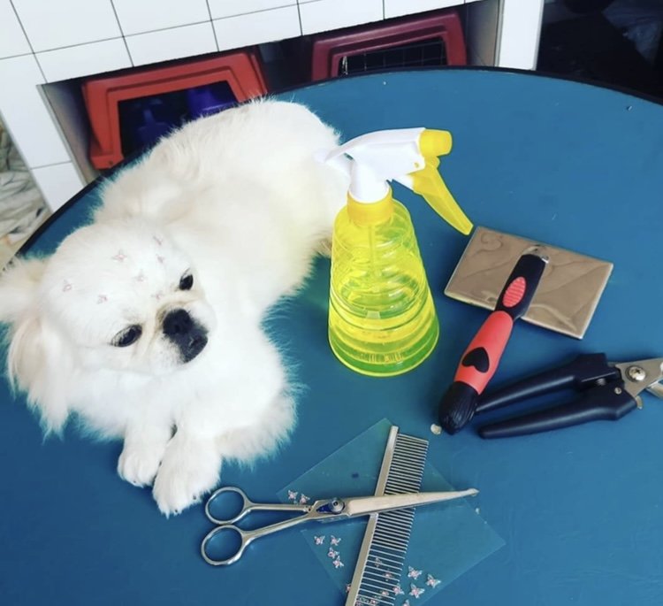 Pet shop leleu& casa de ração