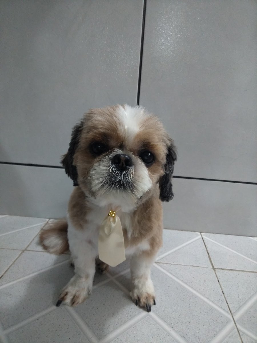 Pet Shop 3 Cachorros