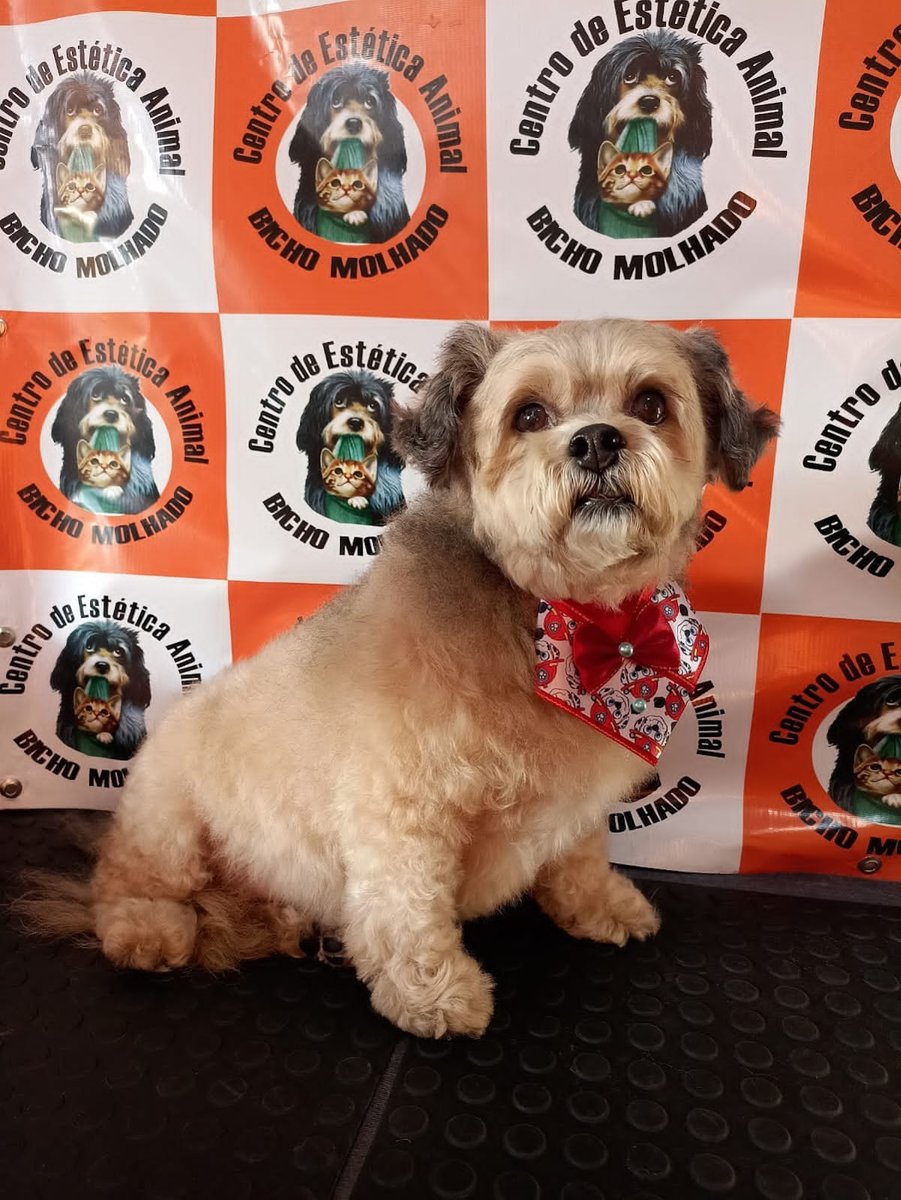 Pet Shop Bicho Molhado