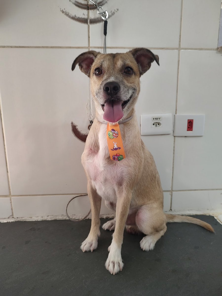 Claudia Rodrigues Banho e Tosa - Pet Shop em São Paulo