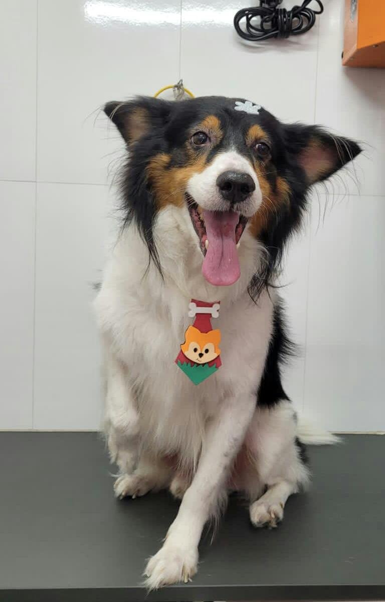 DB Clínica veterinária, Pet Shop e Banho e Tosa - Jardim Brasil