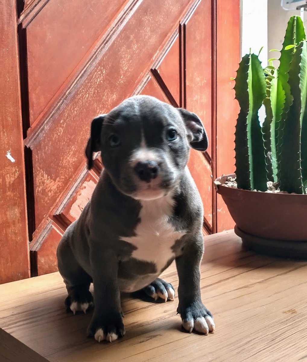ANJOS DE PELOS BANHO E TOSA
