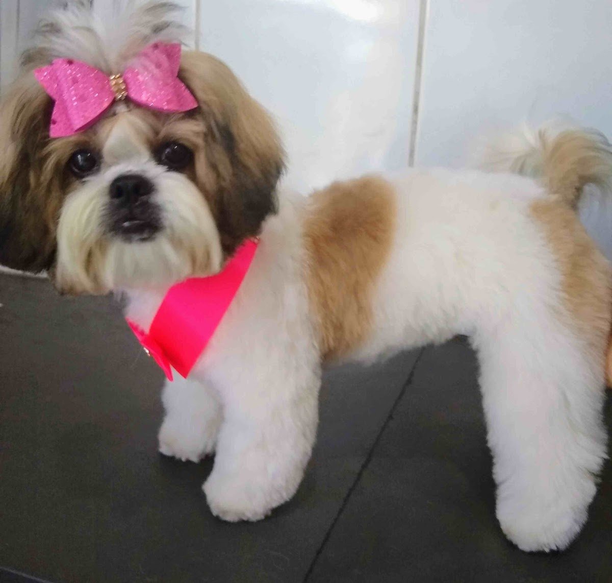 Pet Shop Neia Belocão - São Paulo