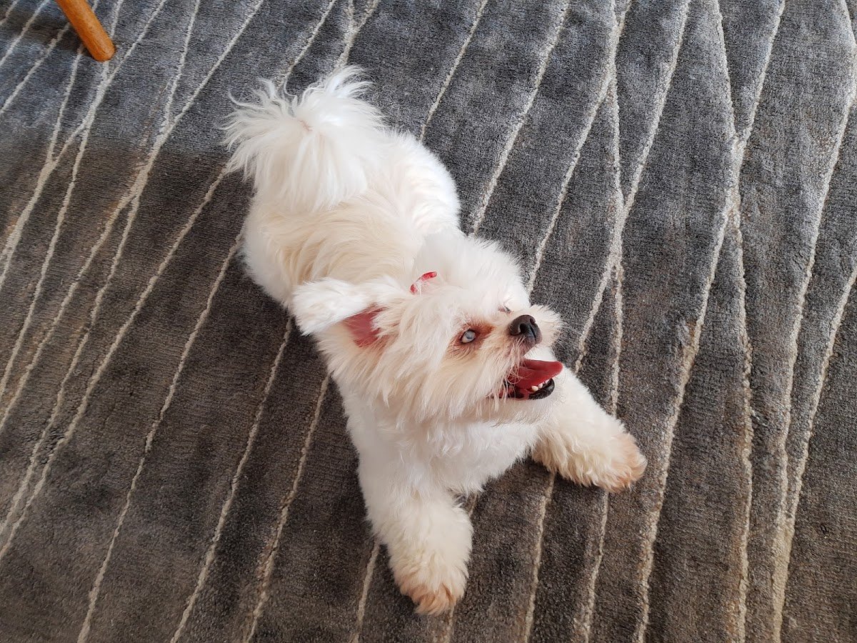 Spet Giovanni Gronchi: Veterinário, Banho e tosa, Vacinas em São Paulo - Pet Shop em São Paulo