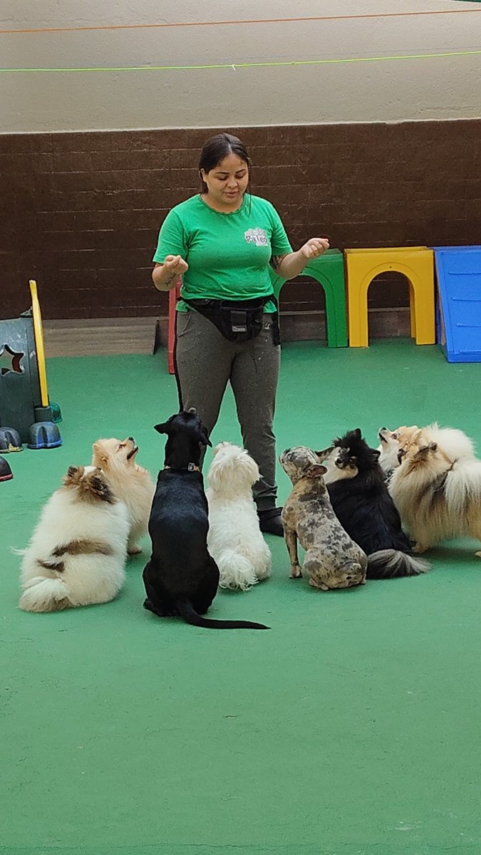 Pateo Pet - Recreação e bem estar para Pets - São Paulo