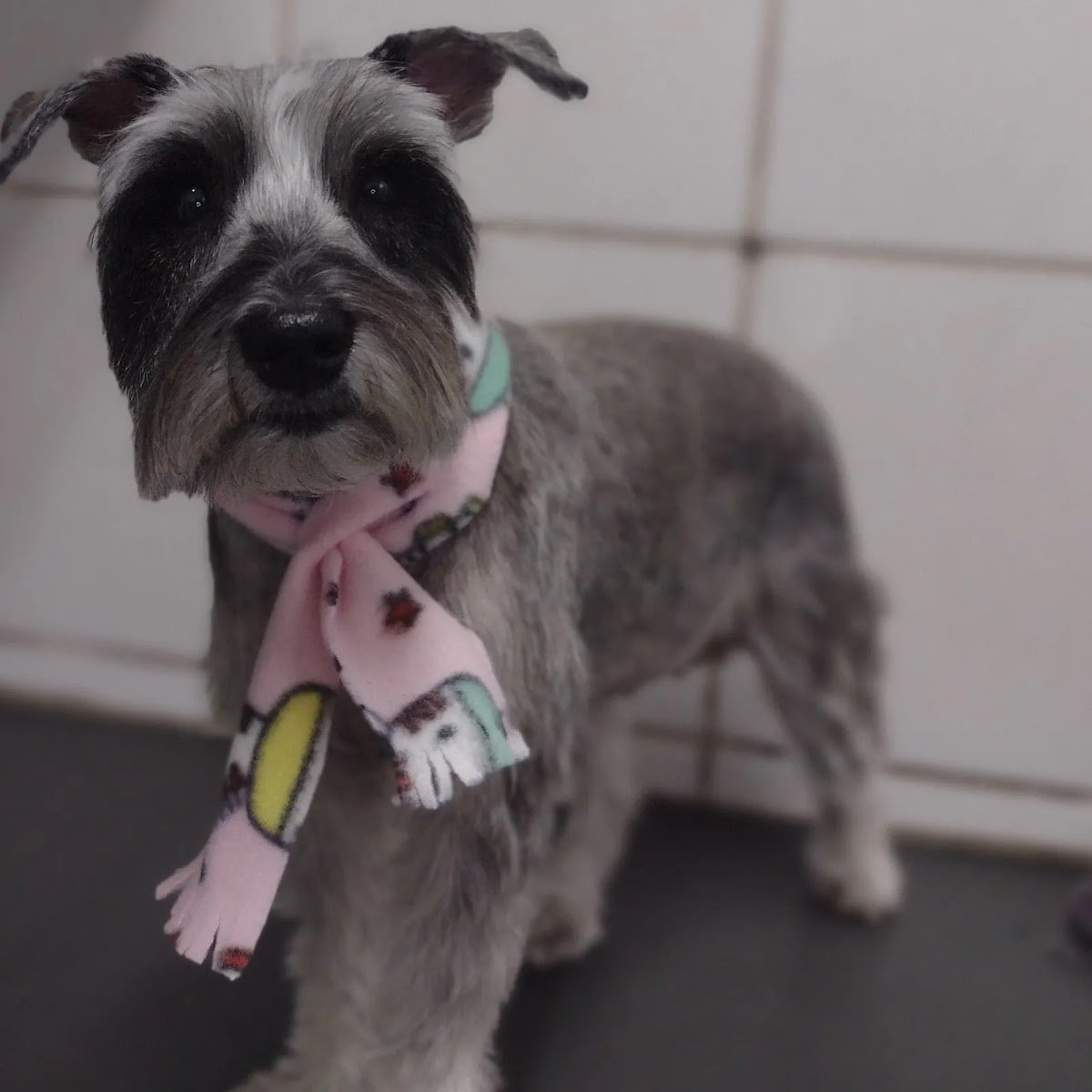 Avicultura e Pet Shop Nazareth