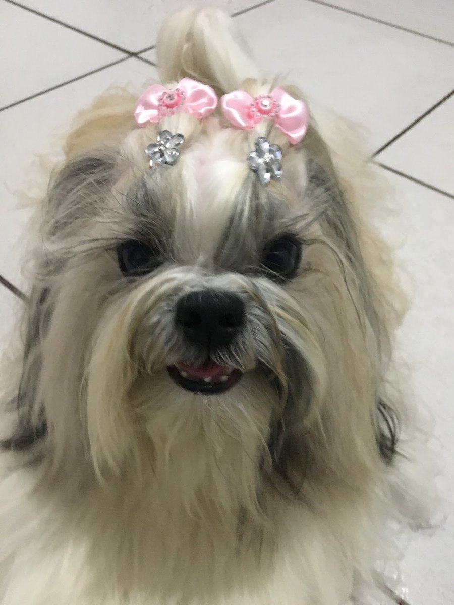 Banho E Tosa Pirituba - Pet Shop em São Paulo