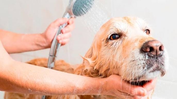 Clean Pet - Clínica Veterinária & Pet Shop