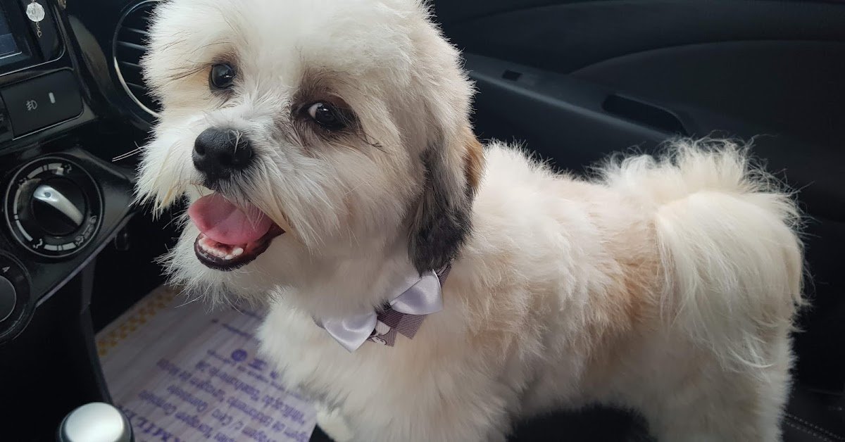 Veterinário Santa Maria