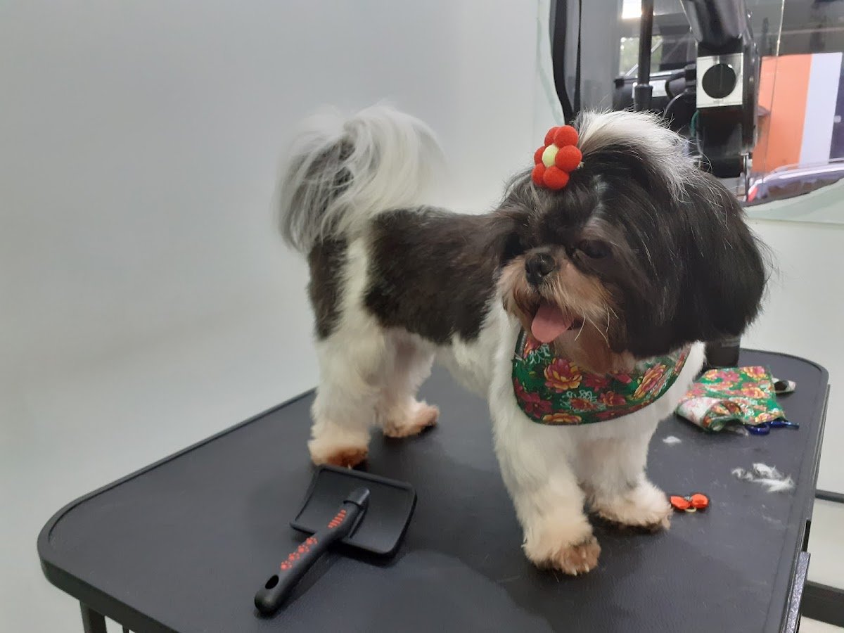 Topet Santana - Pet Shop em São Paulo