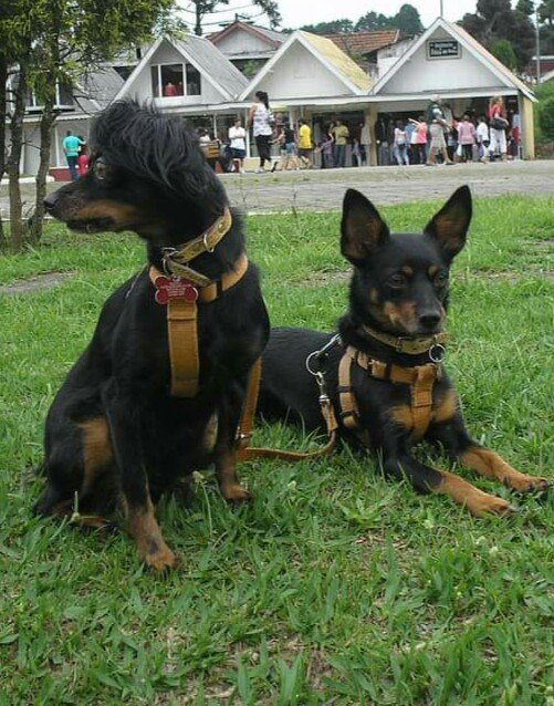 Spet Santo Amaro: Veterinário, Banho e tosa, Vacinas em São Paulo