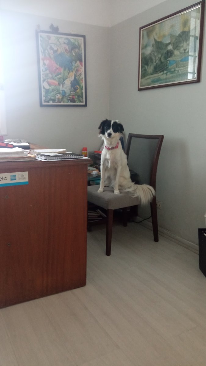 Bicho Urbano Pet Shop