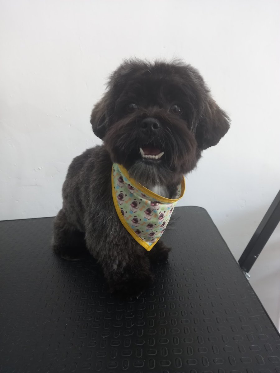 De luxo salão pet