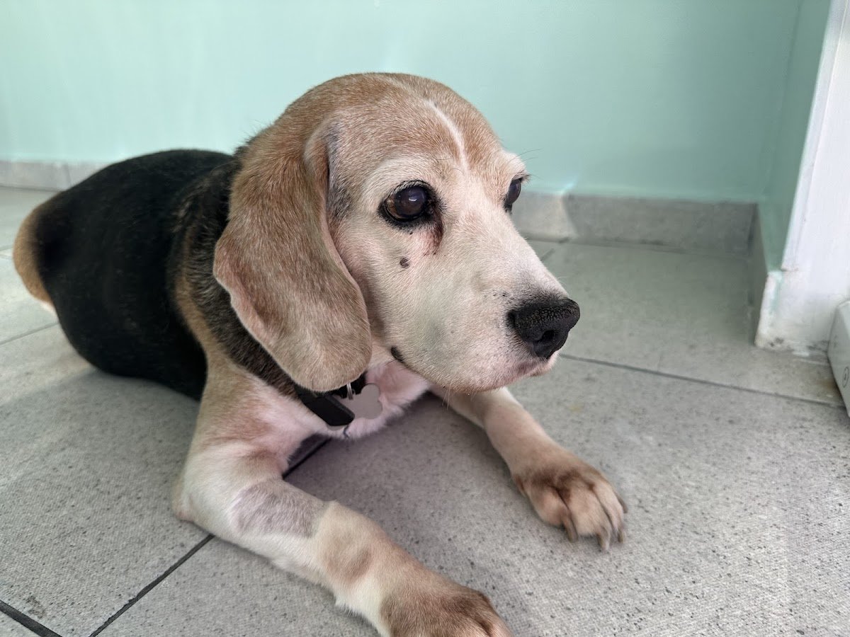 Clínica Veterinária Guarulhos