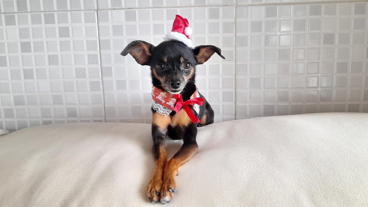 Cachorro na Linha - São Paulo