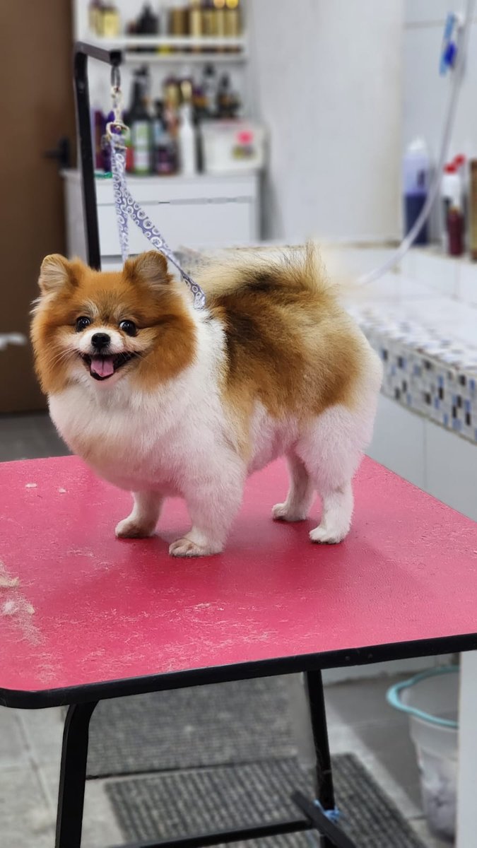 Pet Shop São Vicente