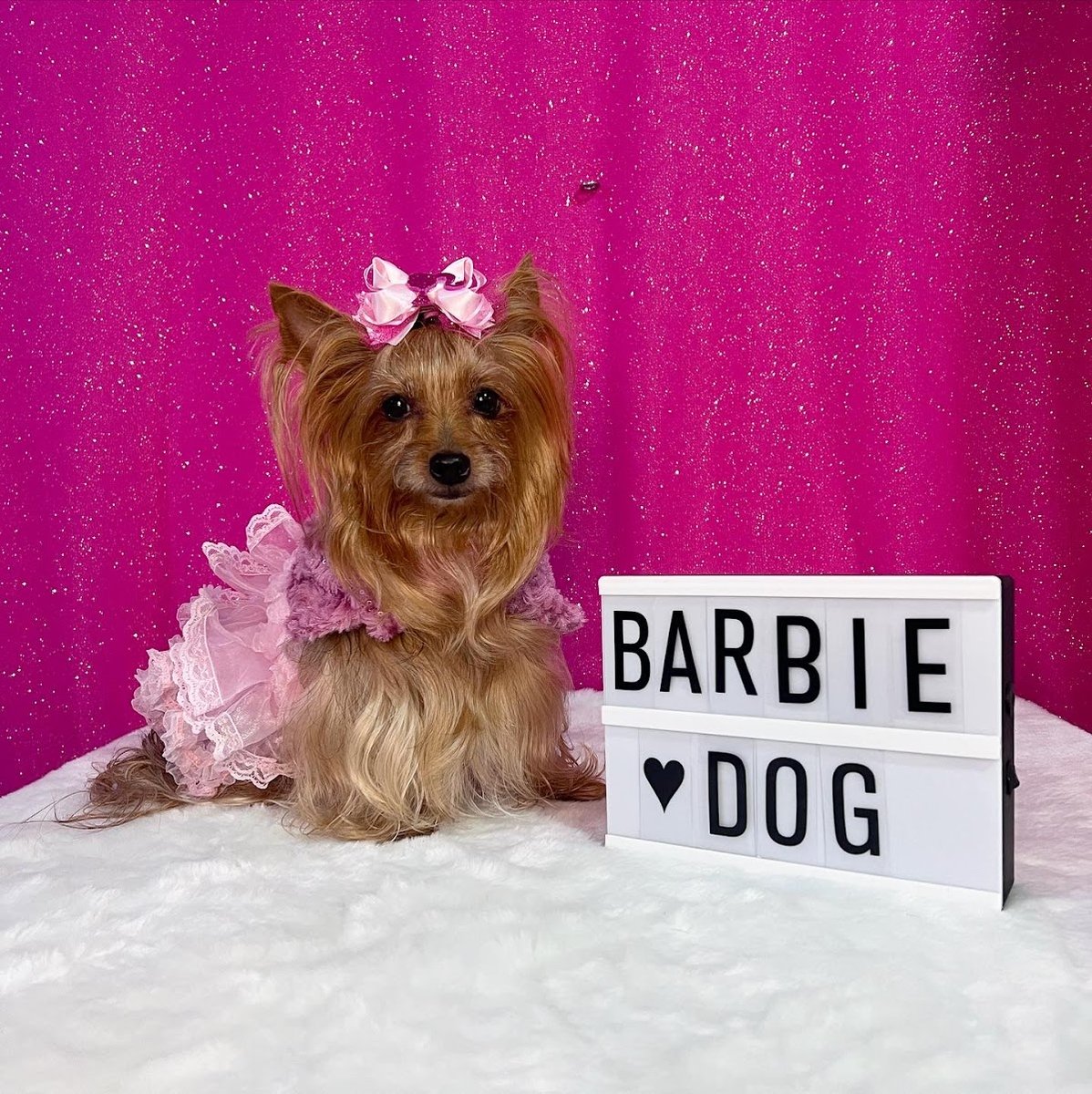 Dog Bee Estética Animal