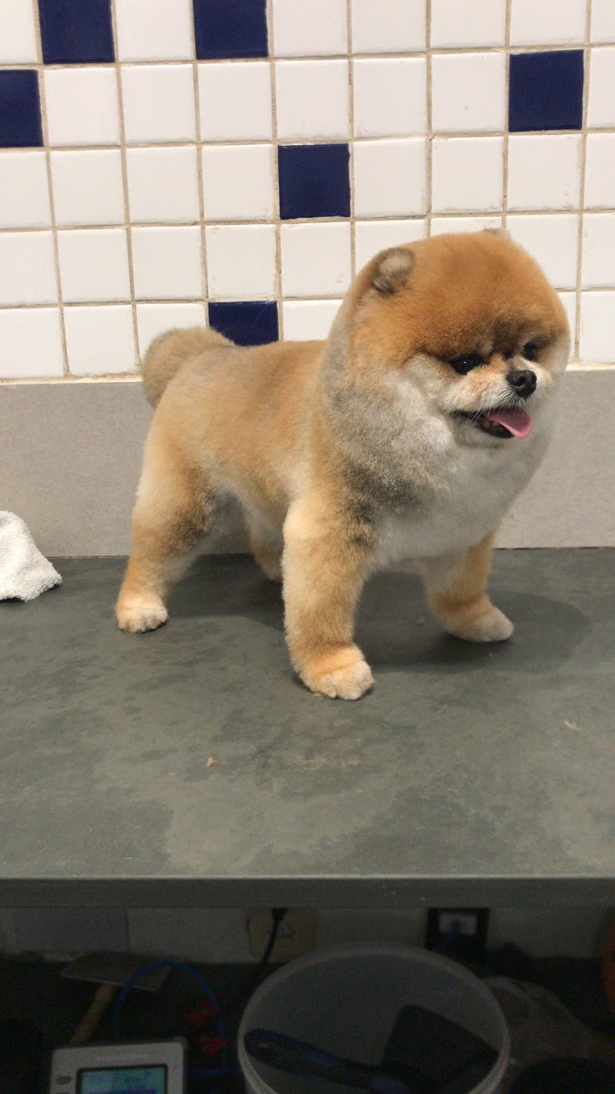 Dog cat cev pompeia - Pet Shop em São Paulo