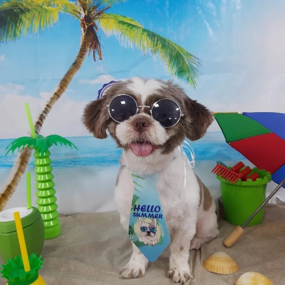 Banho e tosa Lu poli Pet Parque São Domingos - Pet Shop em São Paulo