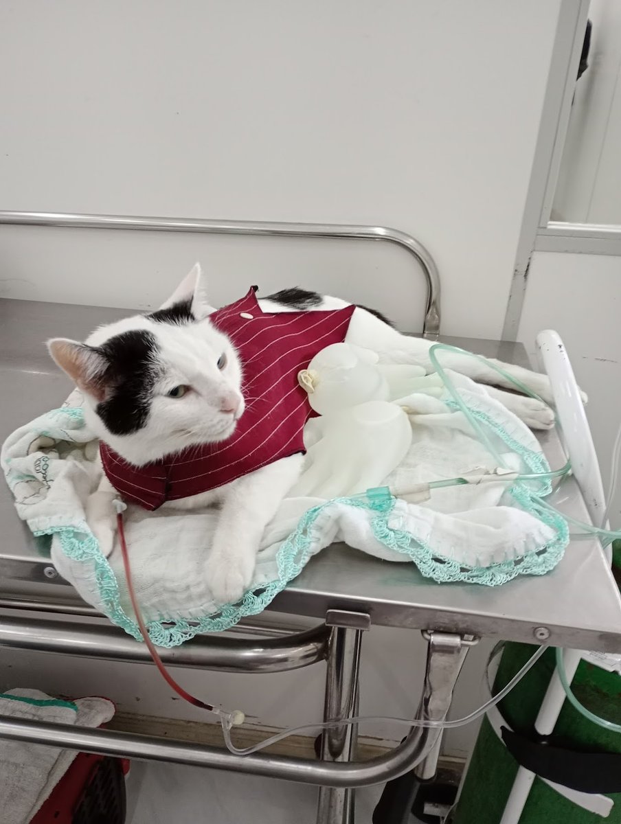 Hospital Público Veterinário Belém