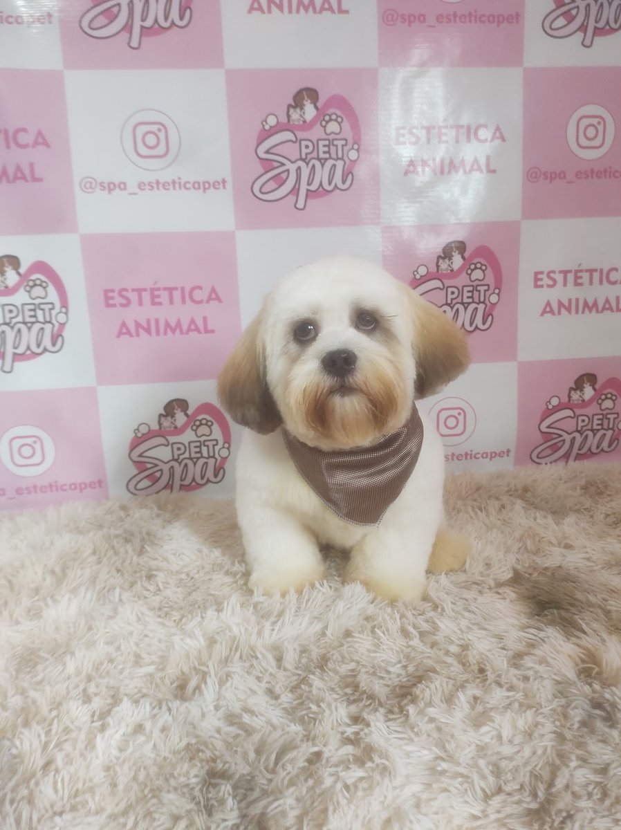 Pet Spa Banho e tosa