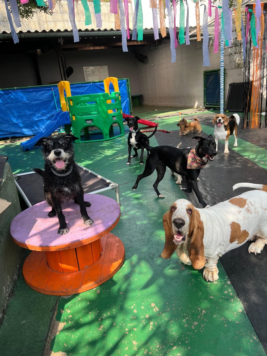 Coisa de Cachorro Creche e Hotel para cães