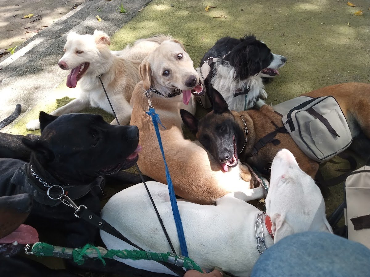 Green Hills - Adestramentos.