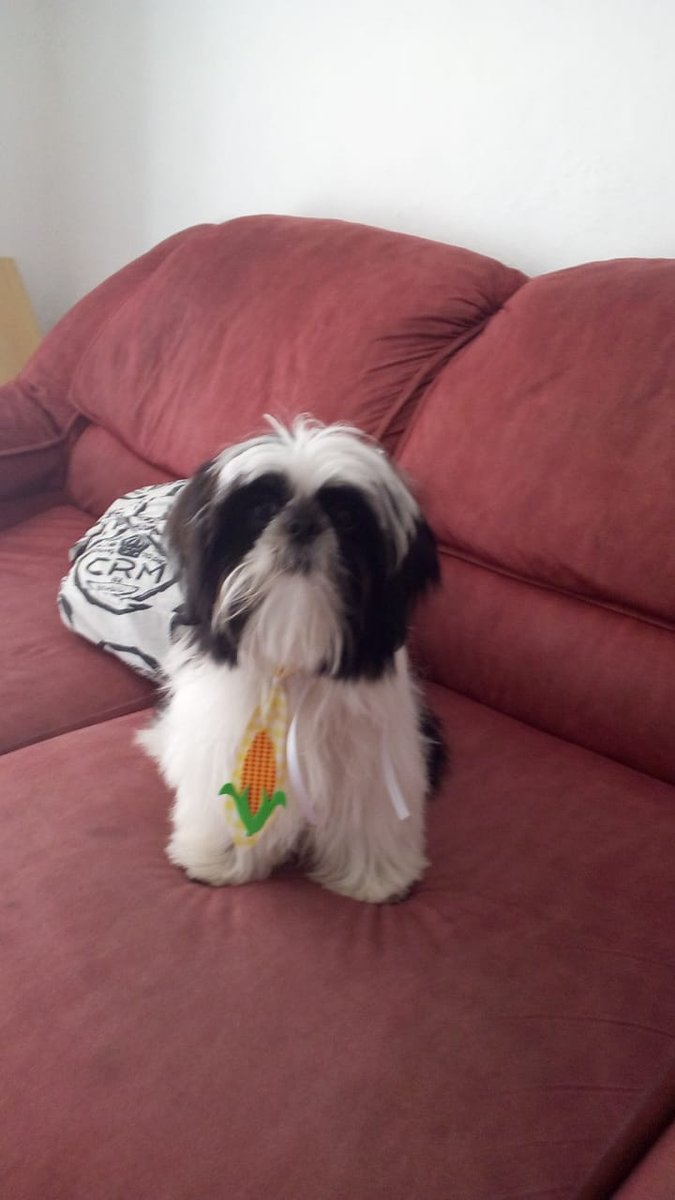 PetShop Mia Lat'ka - Pet Shop em Santo André