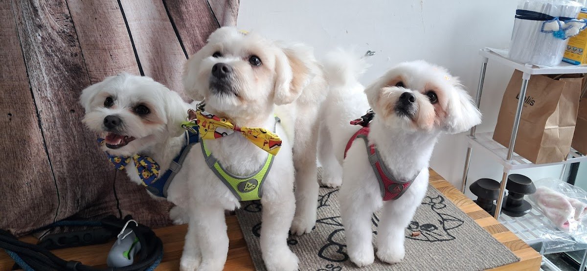 Banho & Tosa Pitty Pet