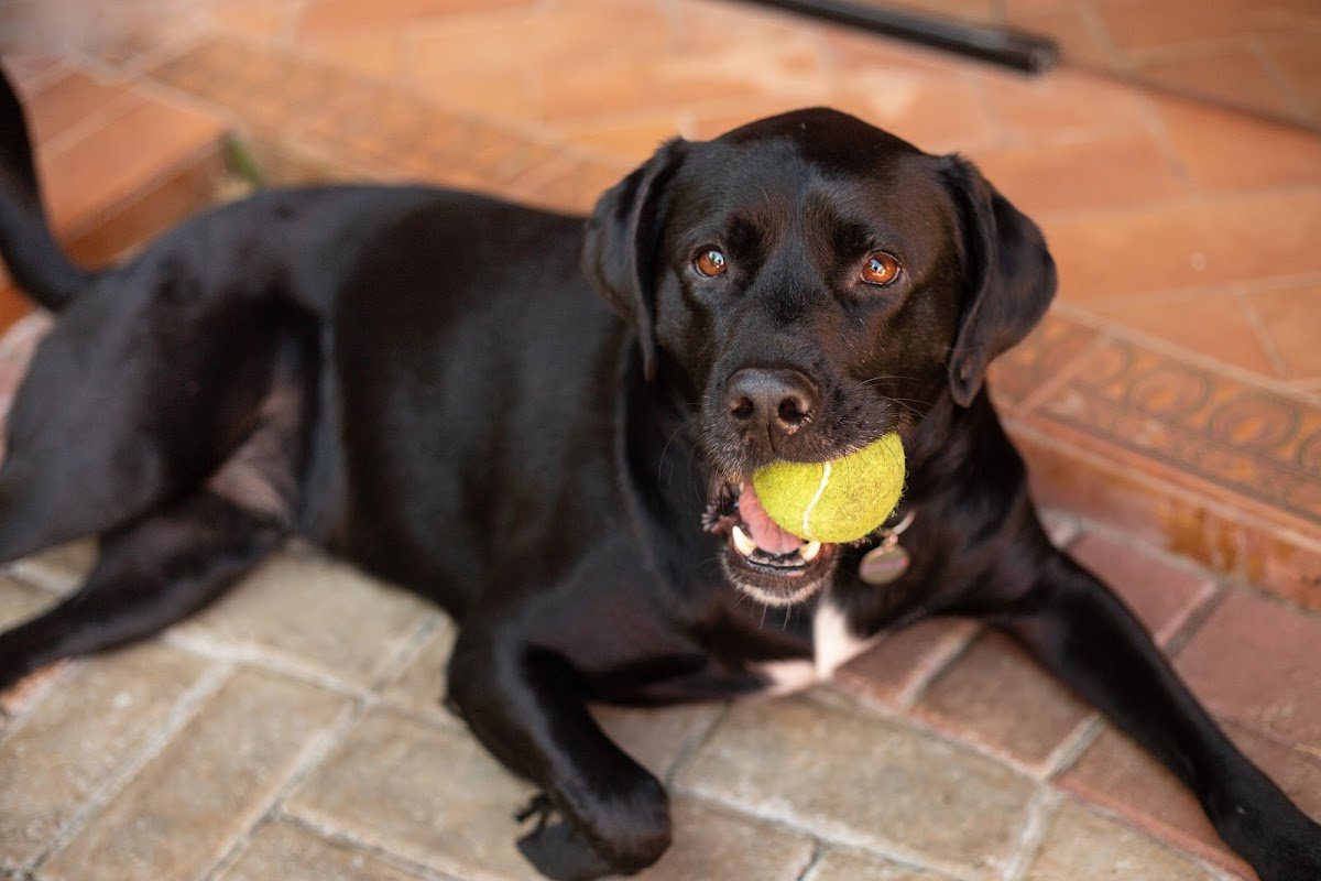 Integra Clube de Bem-estar Canino / Creche, Hotel e Reabilitação para cães