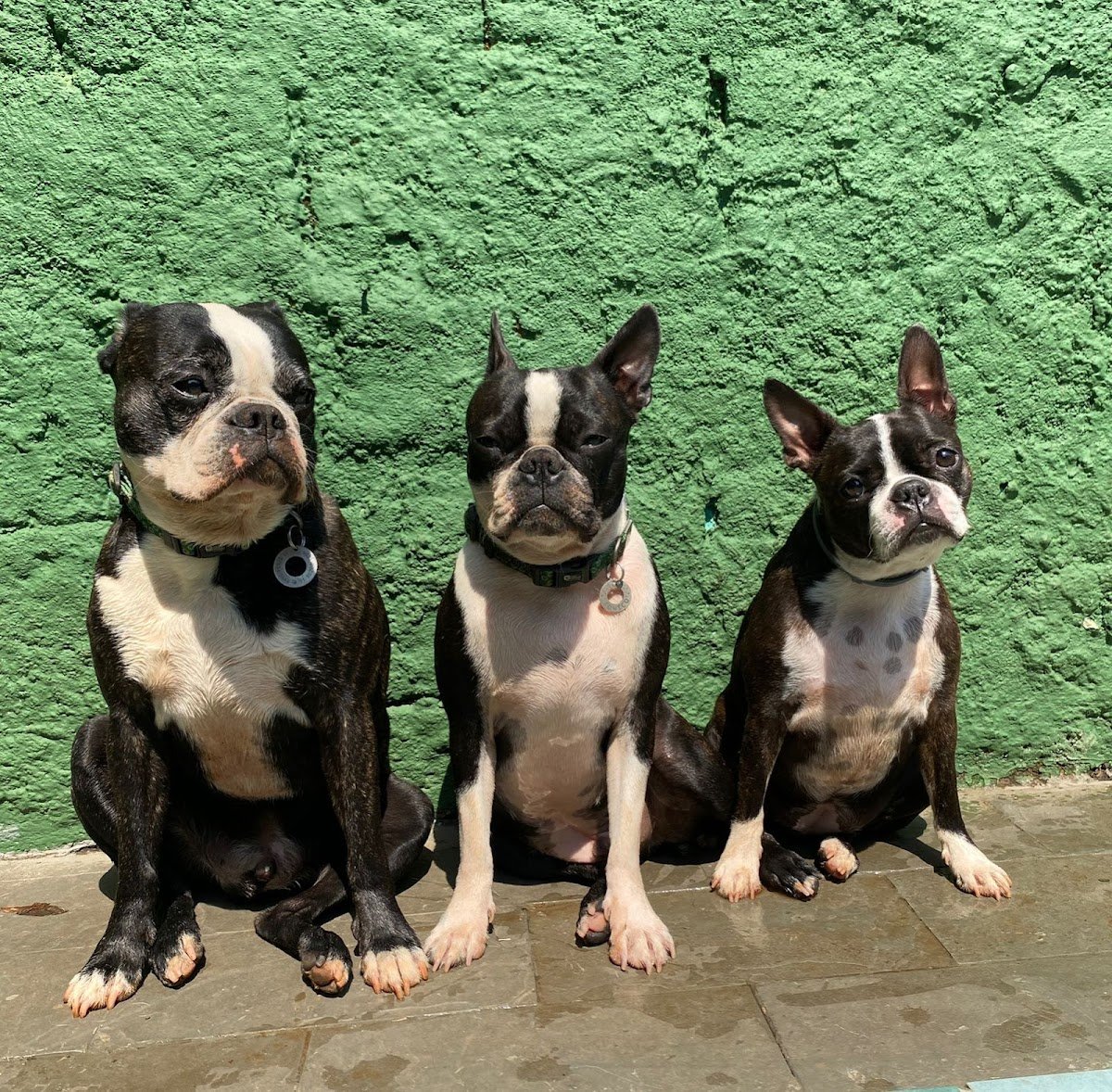Space Dog - Pet Shop em São Paulo