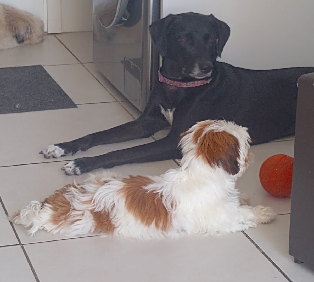 Nina Pet Cão - Creche para Cães e Hotel Profissional