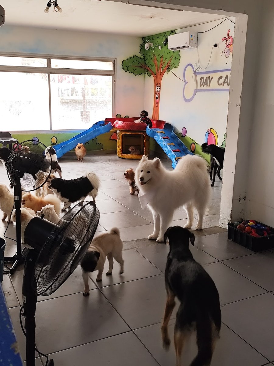 Latidos - Pet Shop em São Caetano do Sul