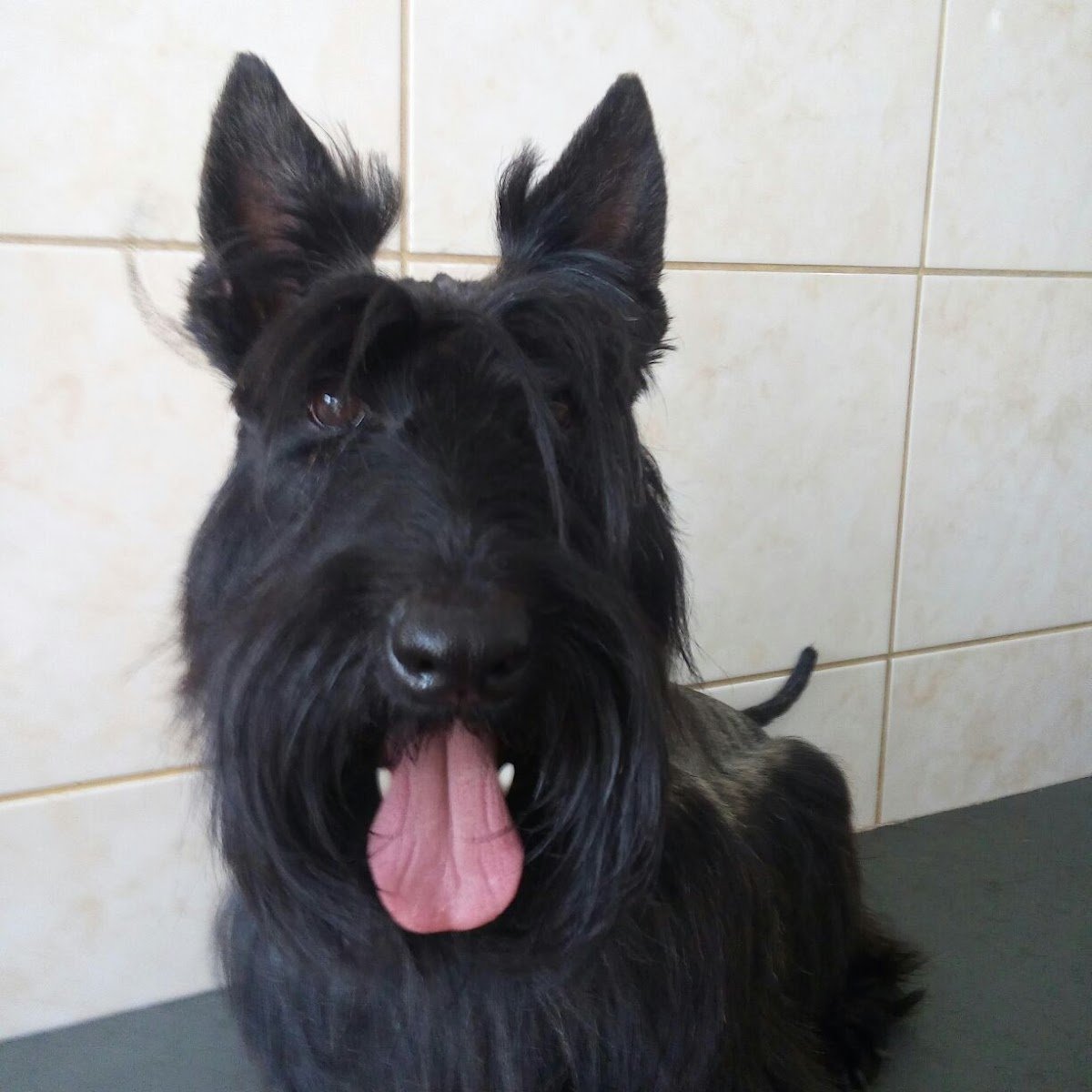 Cãobeleireiro Studio Pet Shop