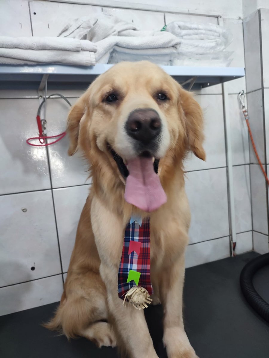 Pet Shop Cãozinhoso