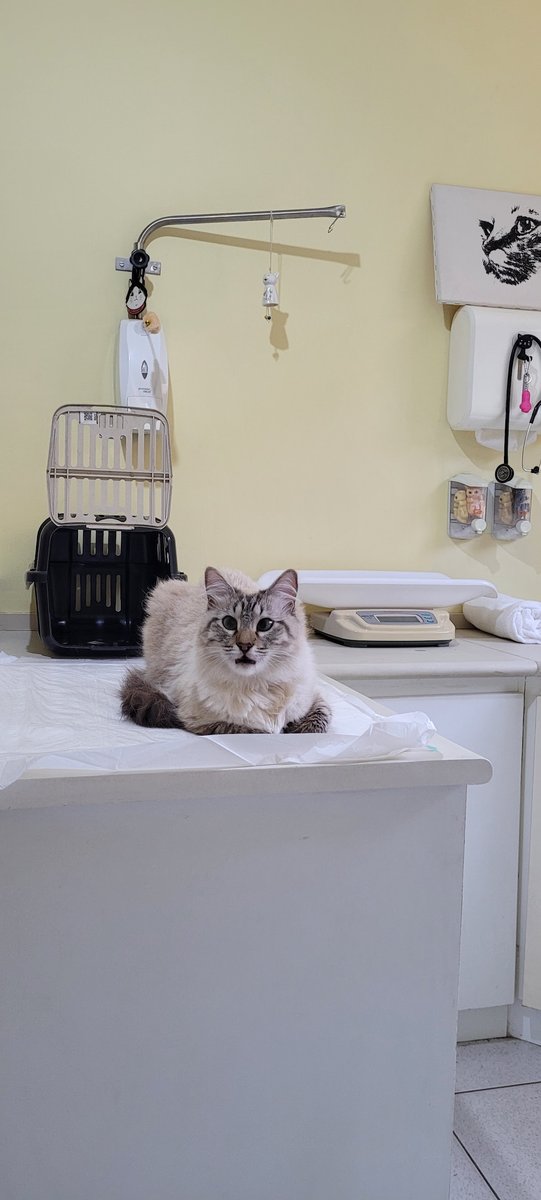 Clínica Cães e Gatos