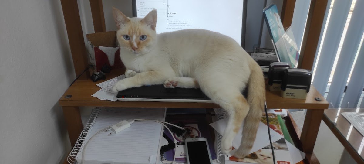 Vet em Casa Atendimento Veterinário