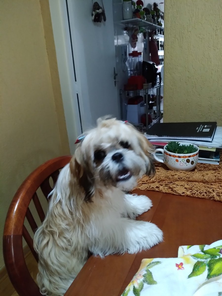 Clínica Veterinária Dra. Miriam de Souza - Pet Shop em São Caetano do Sul
