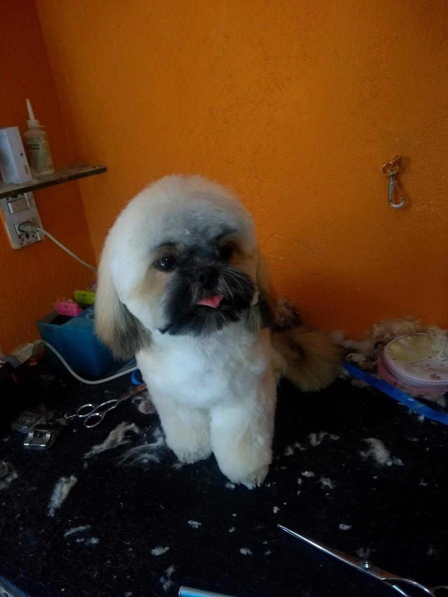 O Tosador - Pet Shop em Natal
