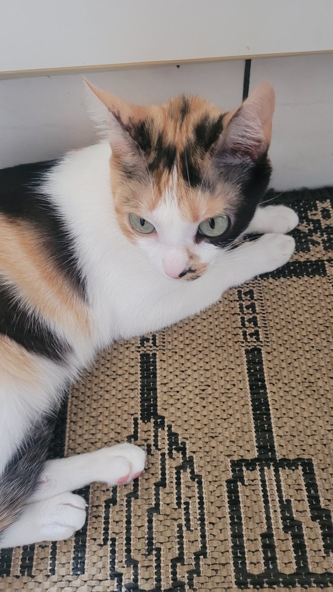 É o Bicho Clínica Veterinária - Pet Shop em Araraquara