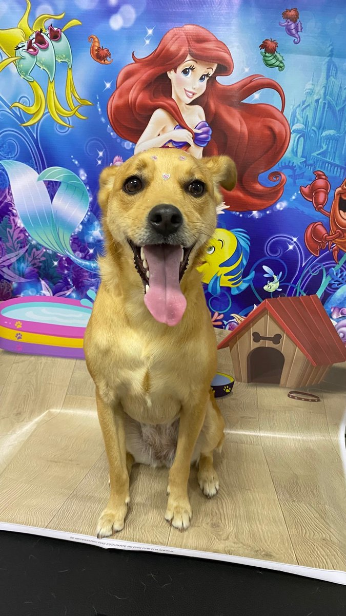 Banho e Tosa Arca De Noé 🐶🫧🐾