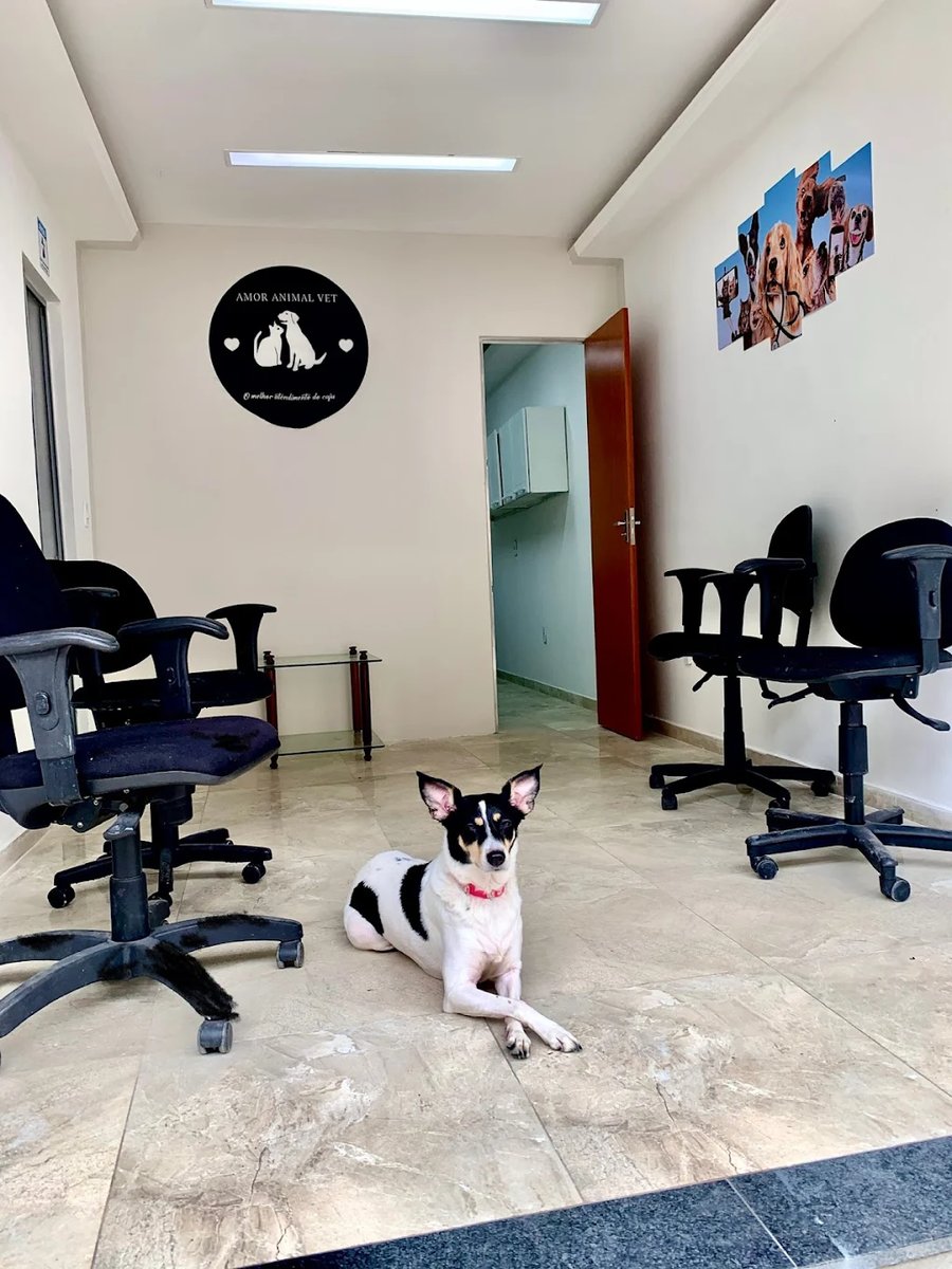 Veterinária Com Amor