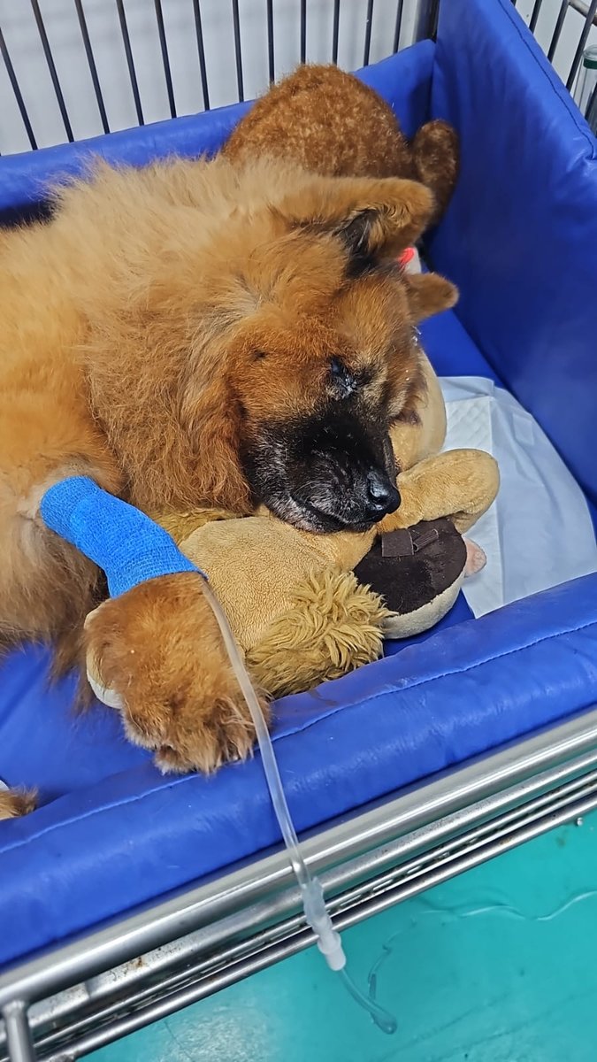 Praia dos Bichos Veterinária